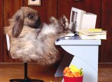 Le lapin ayant usé sa platine toute l'année s'en trouva fort dépourvu quand l'heure du bilan fut venue...