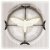 White Moth
