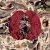Grumbling Fur