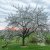 Orchard