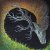 Petrels - Infangthief Petrels - Infangthief
